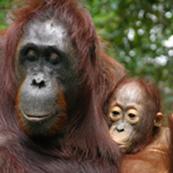 Mother and Baby Orangutan